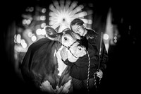 Steer Portraits