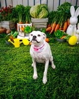 Fayette County 4-H Dog Club-16